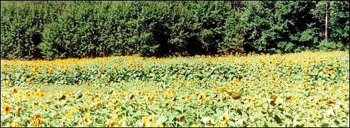 Click to enlarge ...